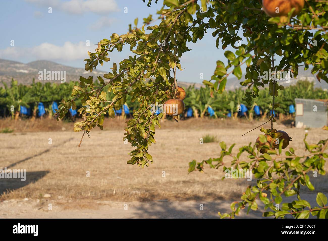 Photograph of pomegranate fruit hanging from branch of tree with banana tree plantation and blue sky out of focus in background Stock Photo