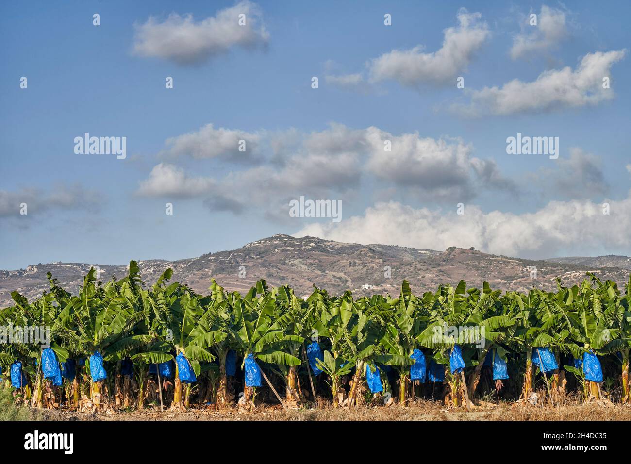 photograph of a banana tree plantation in Cyprus with mountains in background Stock Photo