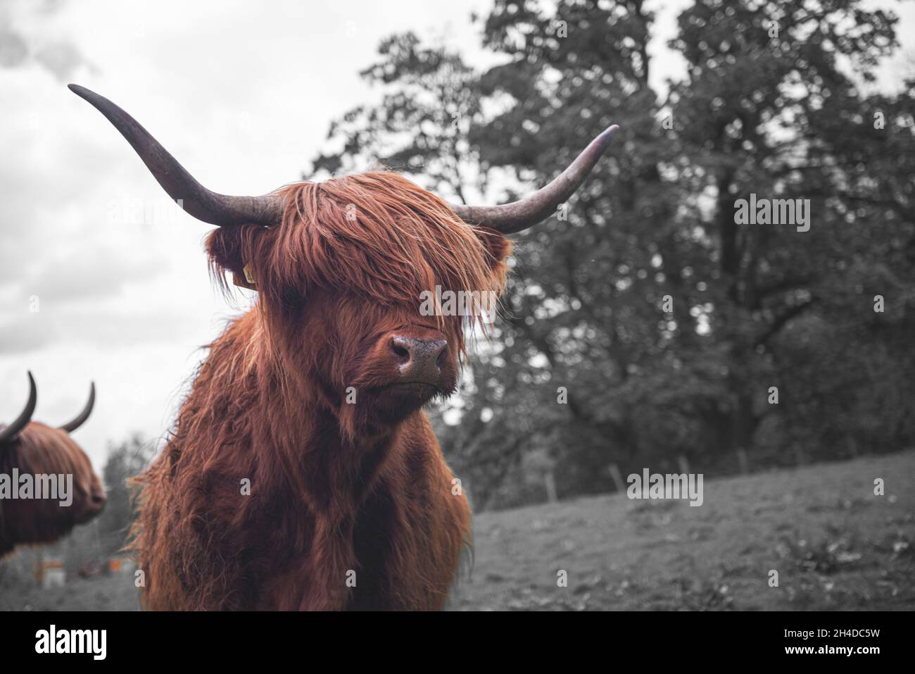Closeup of the Highland cow in the meadow. Scotland Stock Photo - Alamy