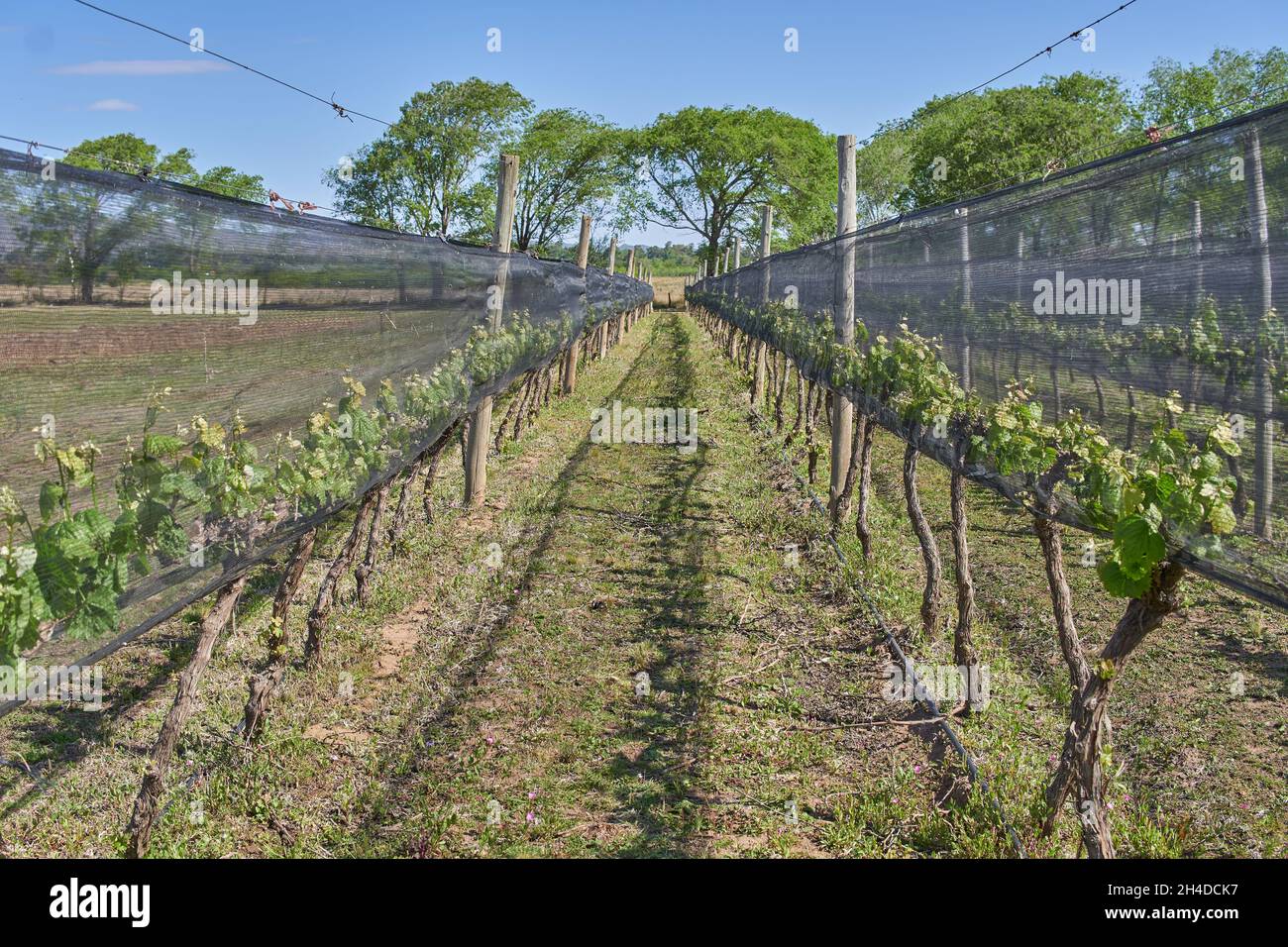 vineyard in Cordoba Argentina. vinery fields. Horizontal Stock Photo