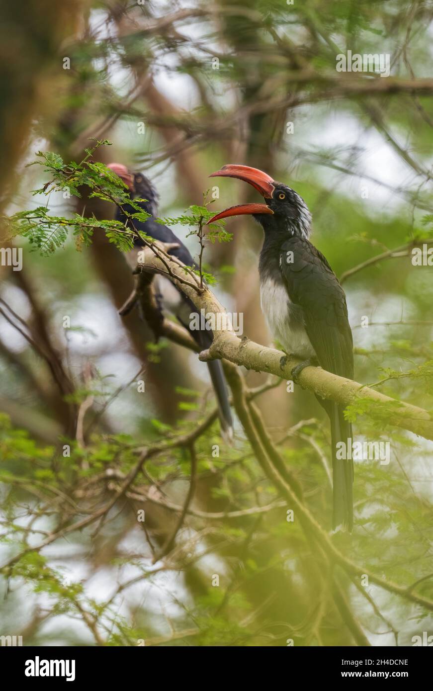 Crowned Hornbill - Lophoceros alboterminatus, beautiful rare hornbill from African forests and woodlands, Queen Elizabeth National Park, Uganda. Stock Photo
