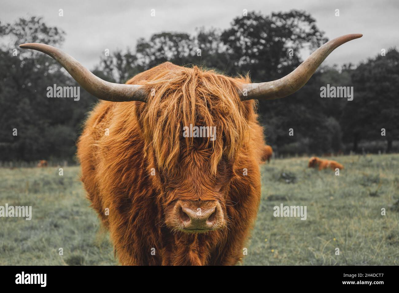 Closeup of the Highland cow in the meadow. Scotland Stock Photo - Alamy