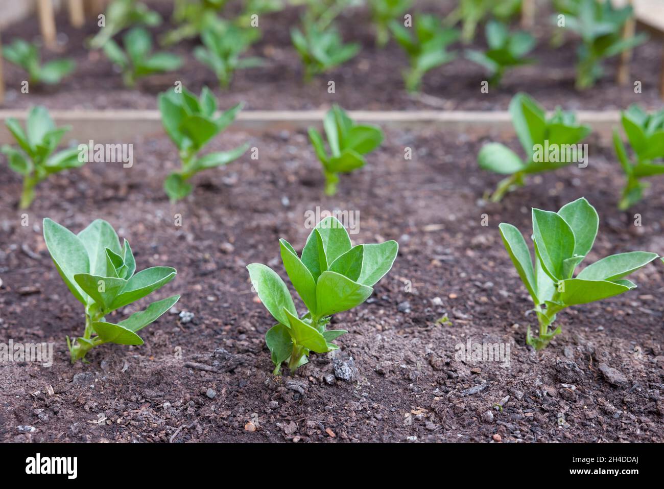 Broad bean fava bean seedlings sown, sowing outside in a garden, UK Stock Photo