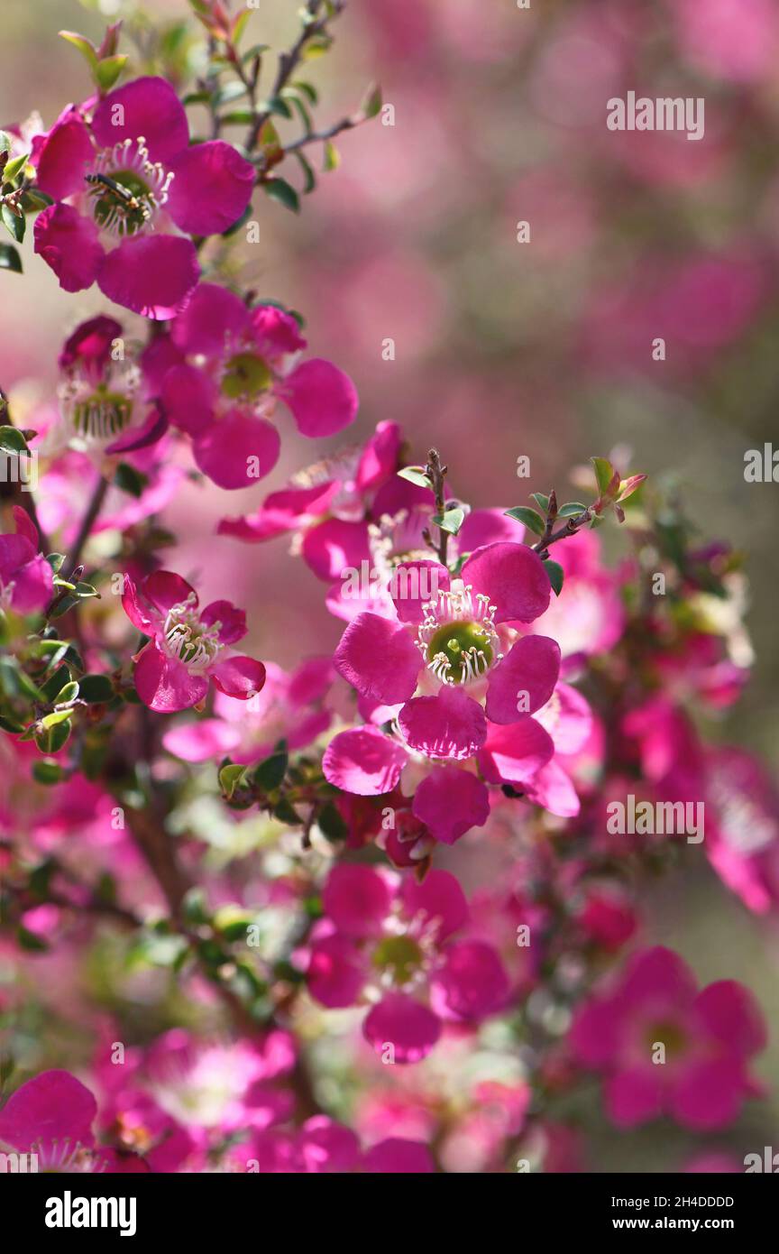 Close up of pink red flowers of the Australian native Leptospermum tea tree Riot cultivar, family Myrtaceae. Stock Photo