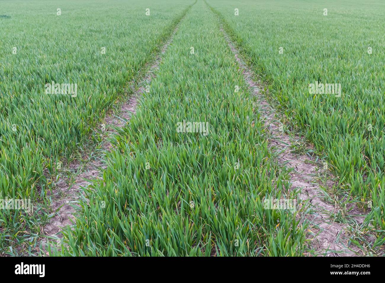Farm track through a green field of young crops in spring, UK. Organic farming background or agricultural concept Stock Photo