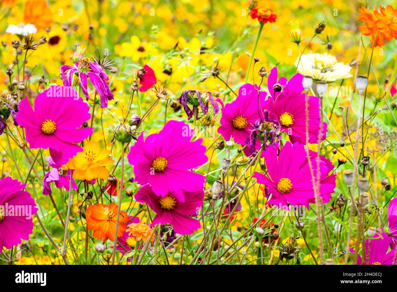 Summer flower border Cosmos Stock Photo