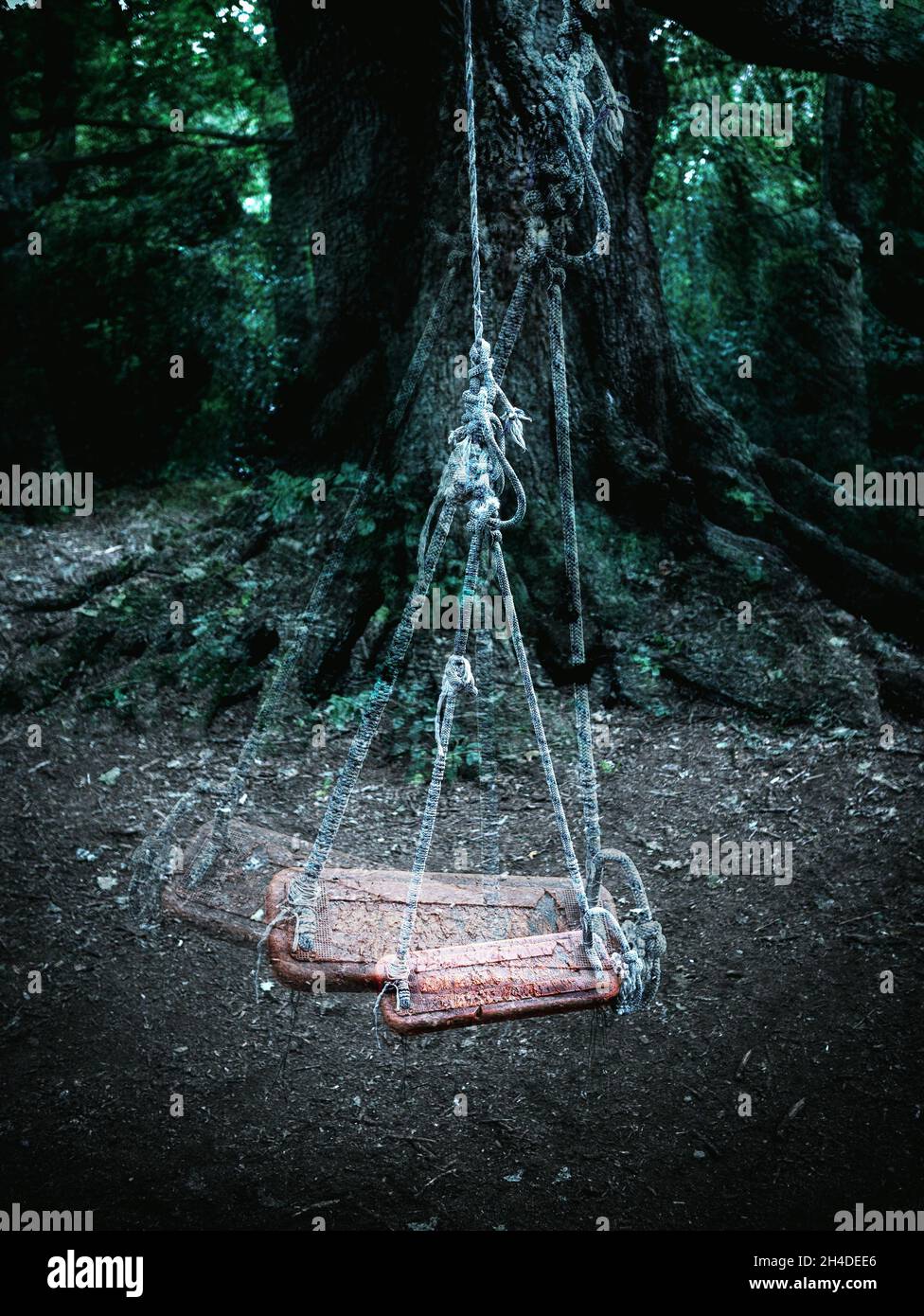 Slinging Ropes Up Trees Montage of a tree rope swing in the wood with overlapping images Stock ...