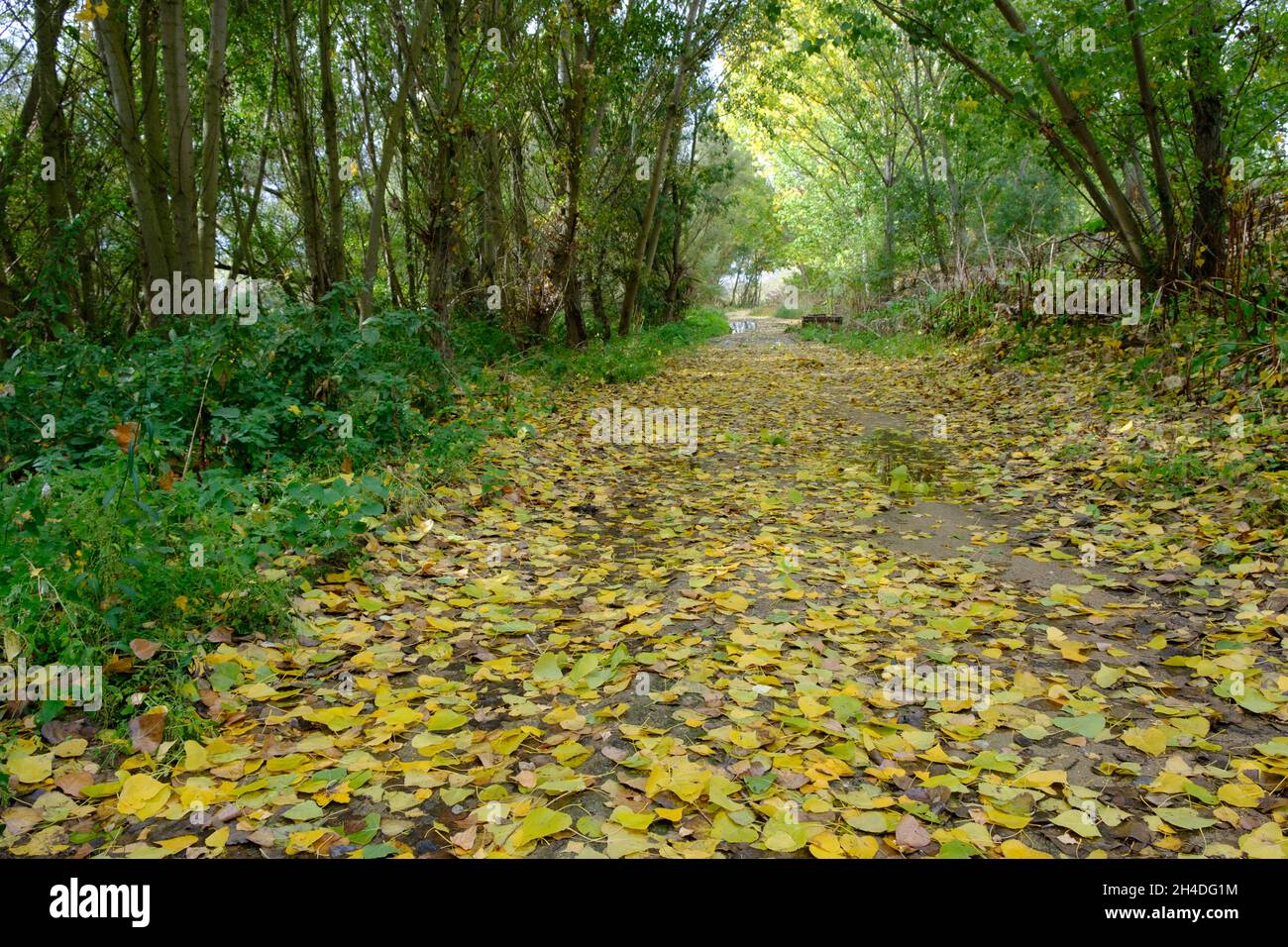a path in the middle of the forest with leaves on the ground in autumn Stock Photo
