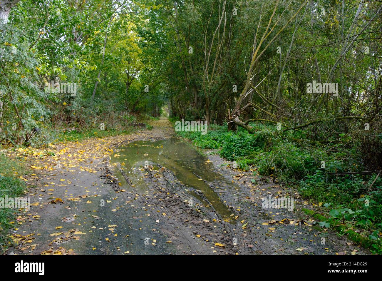 a waterlogged path in the forest in autumn. Difficulty of overland transport Stock Photo