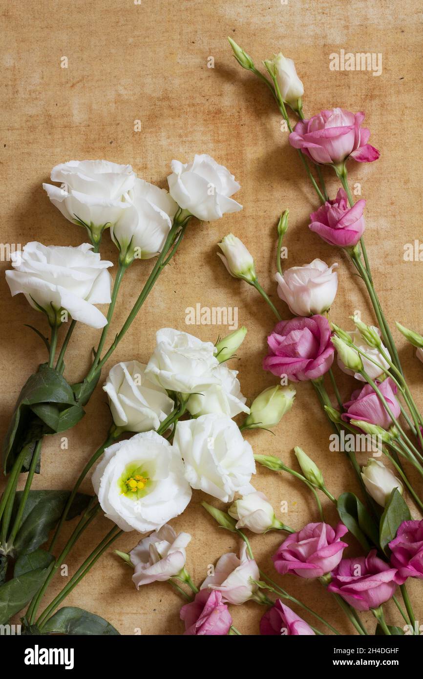 Several white, red and pink eustoma flowers on an aged canvas. Tender background image in soft pastel colors like painted Stock Photo