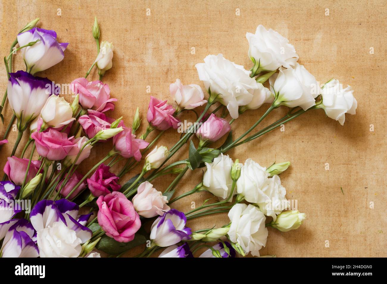 Several white, red and pink eustoma flowers on an aged canvas. Tender background image in soft pastel colors like painted Stock Photo