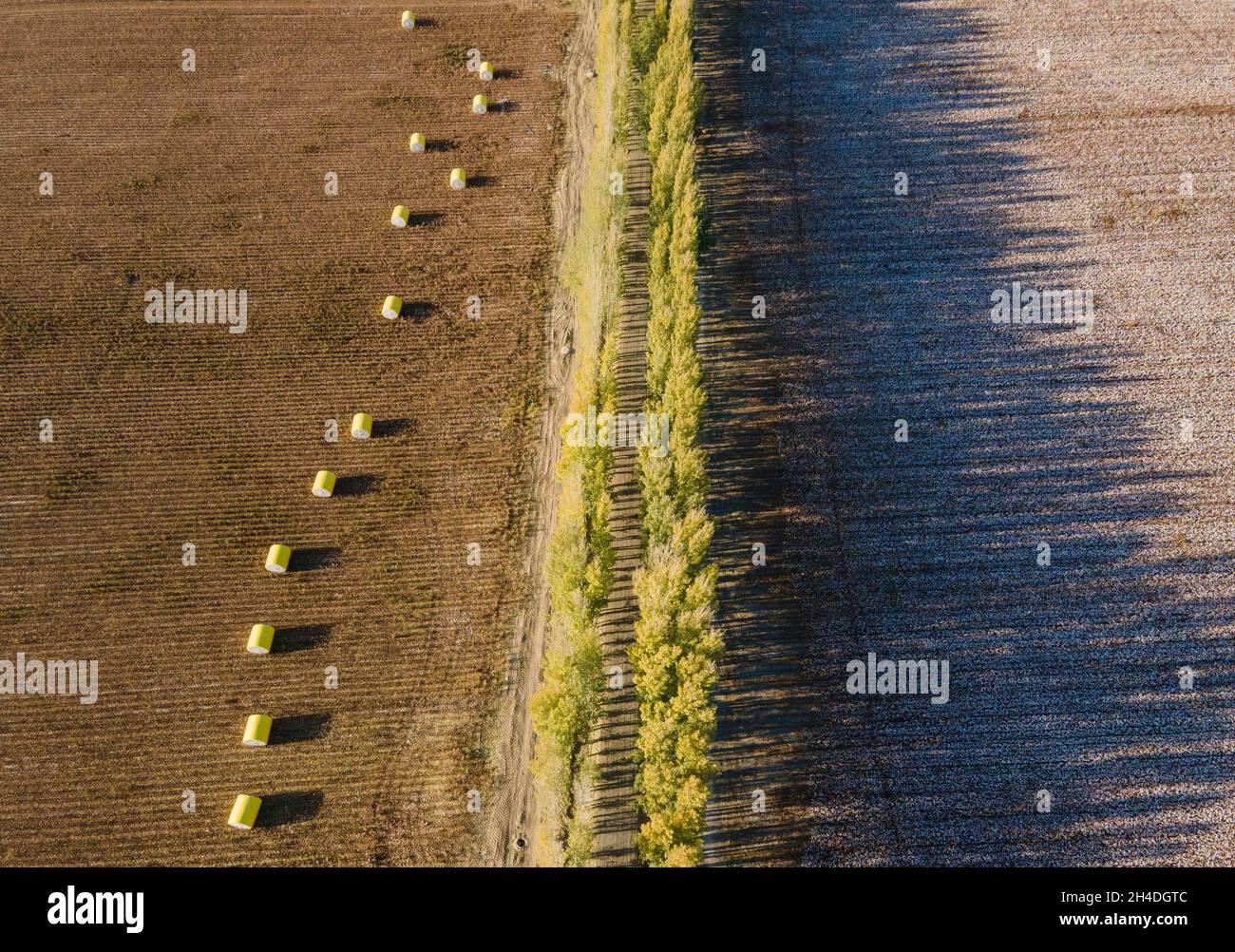 (211102) -- SHAWAN, Nov. 2, 2021 (Xinhua) -- Aerial photo taken above Lu Gaolin's cotton fields on Oct. 24, 2021 shows harvested packed cotton on the left field, and cotton to be harvested on the right field in Shawan City, northwest China's Xinjiang Uygur Autonomous Region. Lu Gaolin, a cotton farmer, is 56 years old and lives in Shawan City of Xinjiang Uygur Autonomous Region.  The cotton harvest season in Xinjiang, China's largest cotton-producing region, will last until mid-November this year, with the output expected to reach 5.2 million tonnes. The region has contributed nearly 90 percen Stock Photo