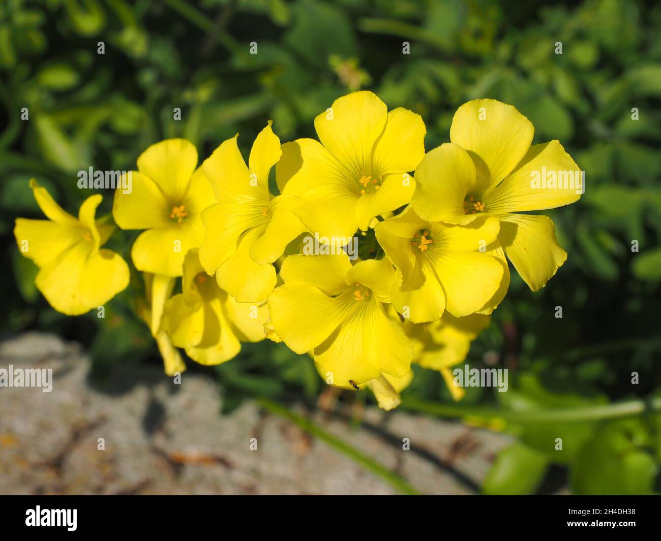 Yellow Oxalis pes-caprae, Bermuda buttercup or African wood-sorrel flowers. Buttercup oxalis is tristylous flowering plant, sorrel family Oxalidaceae. Stock Photo