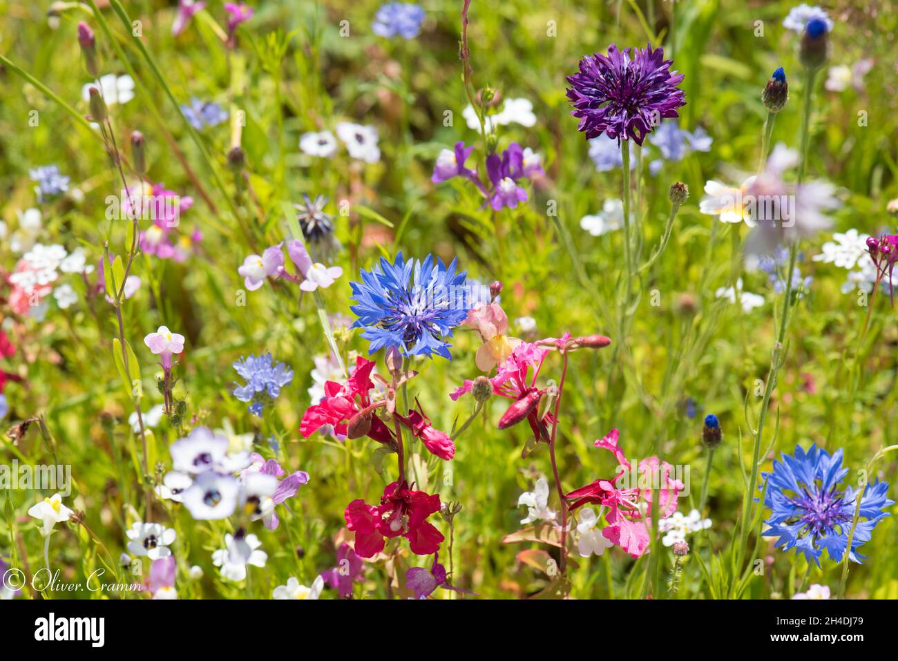 colorful flowering meadow in privat garden Stock Photo