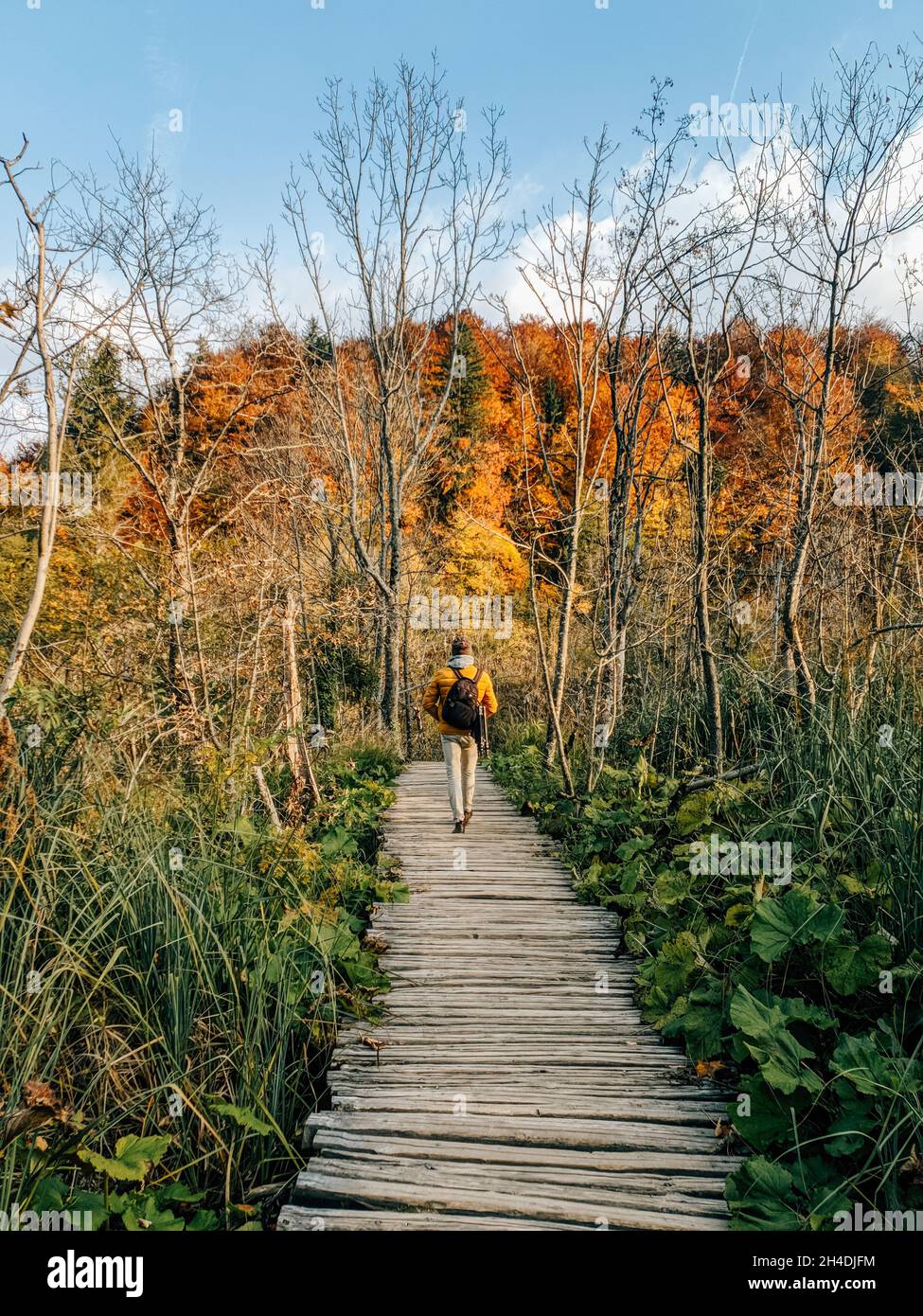 Rear view of man walking on wooden path through idyllic forest with fall colors Stock Photo