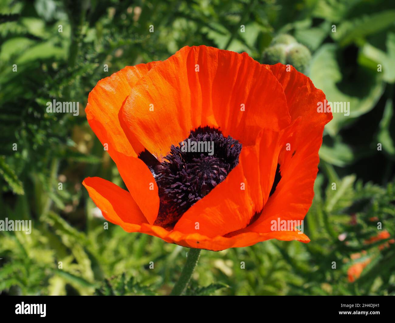 Red blossom of double Papaver orientale flower, close up. Garden Oriental poppy is herbaceous, perennial, flowering plant of the family Papaveraceae. Stock Photo