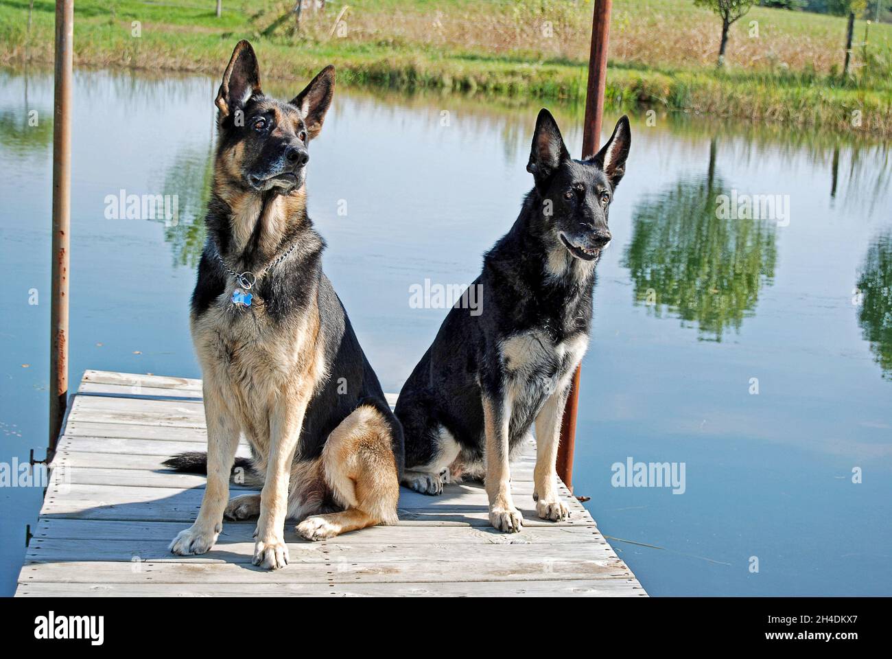 German Shepherd Dogs by Pond Stock Photo - Alamy