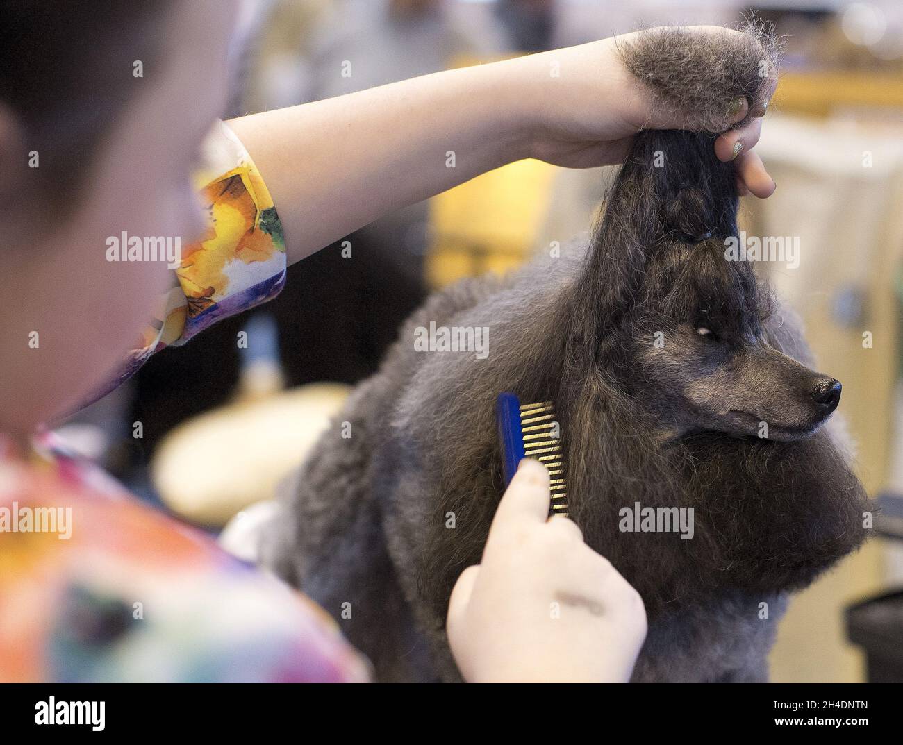 Dog owner Hannah Furey, 12, from Glasgow, grooms her Poodle Toy, Olivia, before competing during the first day of the world's largest dog show, Crufts, on Thursday March 10, 2016 at the National Exhibition Centre (NEC) in Birmingham. Stock Photo