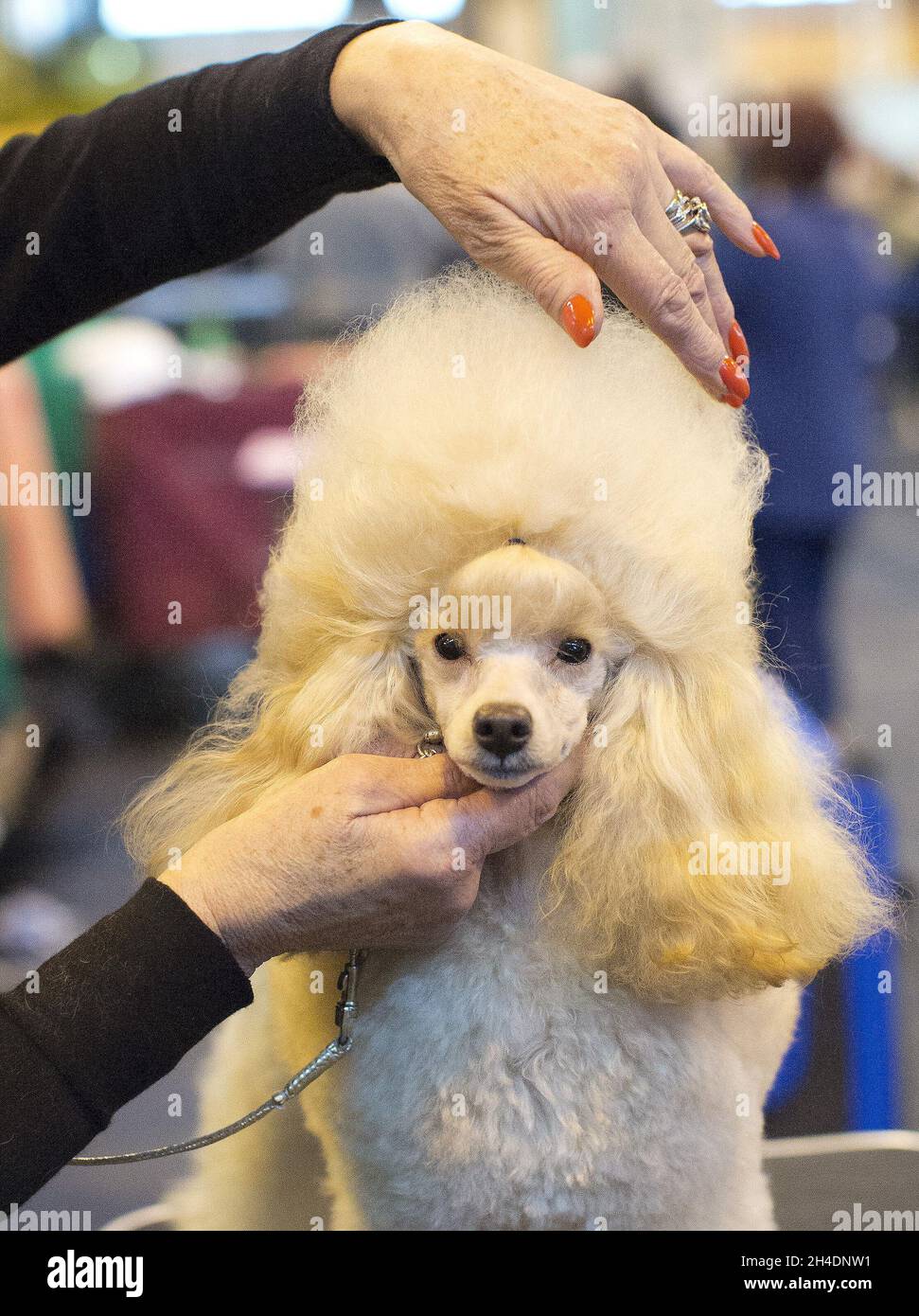 A Poodle Toy gets its hair groomed before competing during the first day of the world's largest dog show, Crufts, on Thursday March 10, 2016 at the National Exhibition Centre (NEC) in Birmingham. Stock Photo