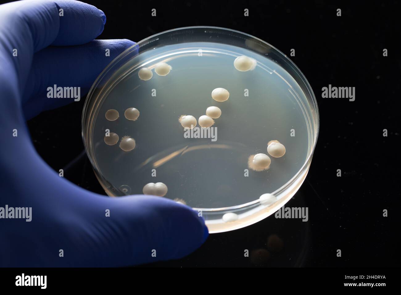 Scientist hand with blue glove holding a petri dish with bacteri Stock Photo