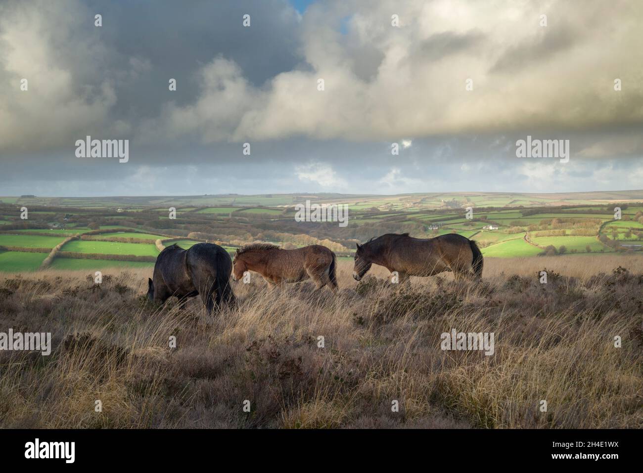 Exmoor Ponies on Withypool Hill at Withypool Common on an autumn evening in Exmoor National Park, Somerset, England. Stock Photo