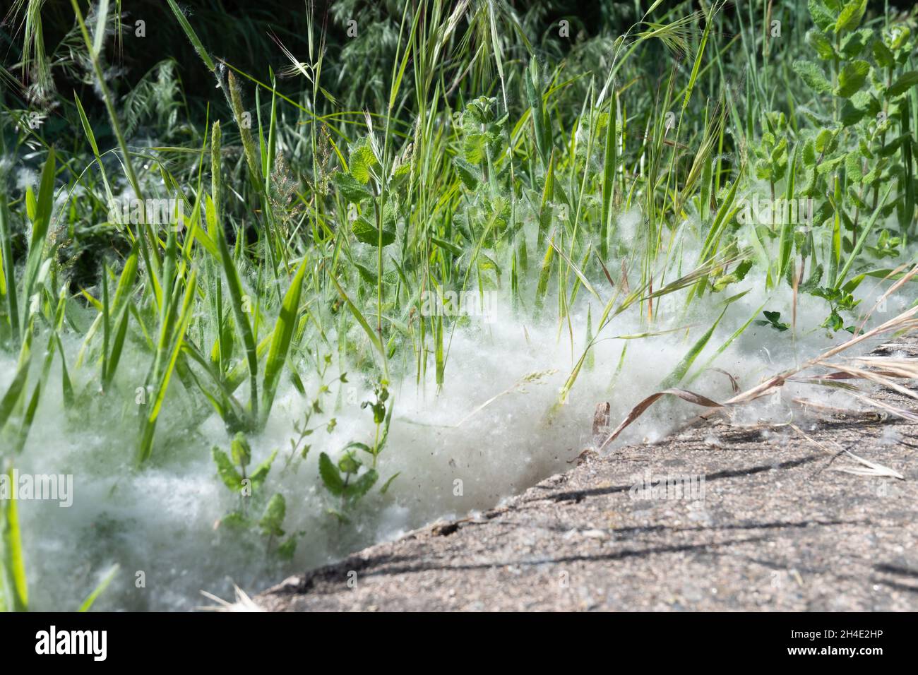 White fluff lies on the edge of the road on the green grass. concept poplar  allergy.
