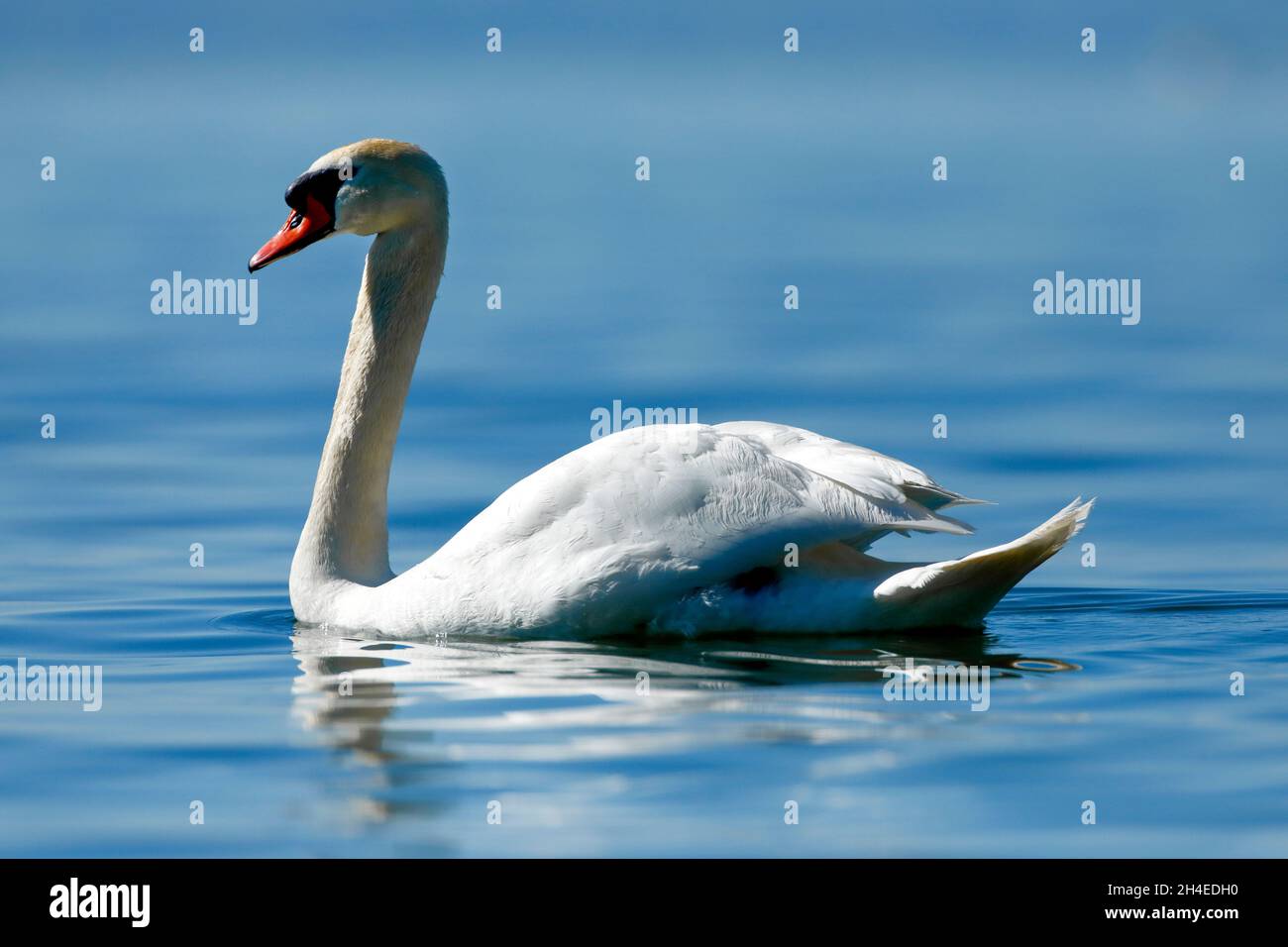 Höckerschwan, Cygnus olor, Mute Swan, schwimmt im blauen Seewasser Zentraleuropa Stock Photo