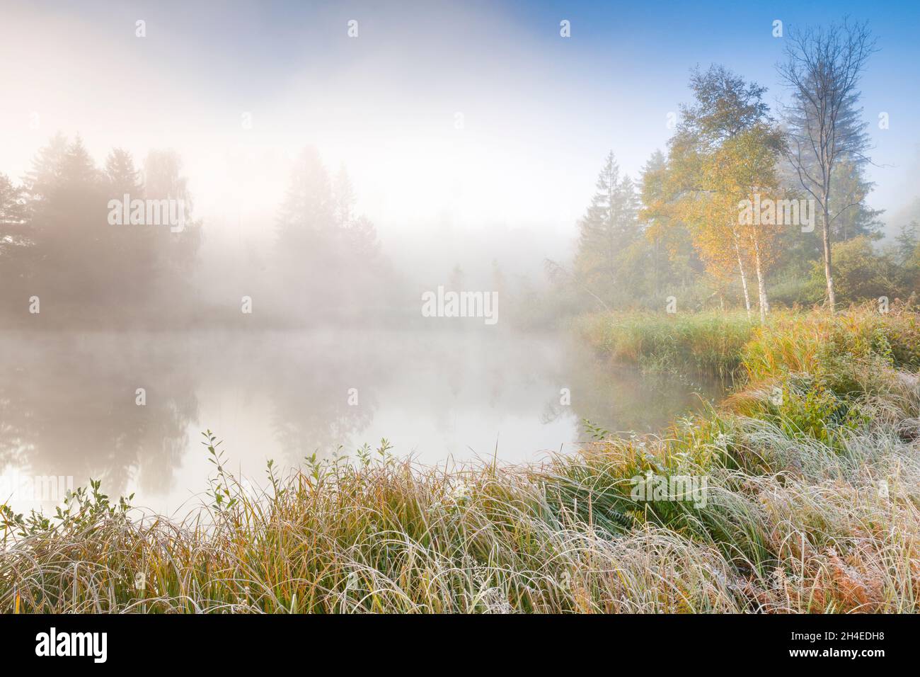 Herbstliche Stimmung an Weiher im Naturschutzgebiet Wildert in Illnau, Raureif bedeckt Vegetation und Nebelschwaden schweben über dem Wasser, Kanton Z Stock Photo