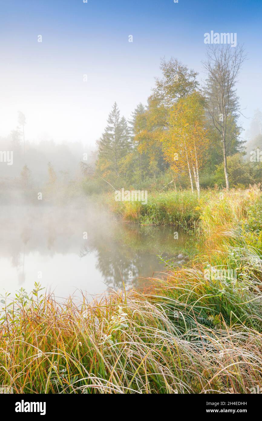Herbstliche Stimmung an von Bäumen gesäumtem Weiher im Naturschutzgebiet Wildert in Illnau, Raureif bedeckt Vegetation und Nebelschwaden schweben über Stock Photo