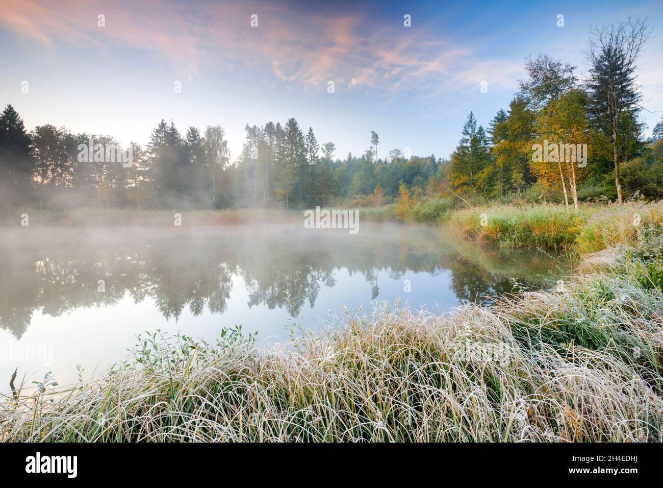 Herbstliche Morgenstimmung an Weiher im Naturschutzgebiet Wildert in Illnau, Raureif bedeckt Vegetation im Vordergrund und Nebelschwaden schweben über Stock Photo