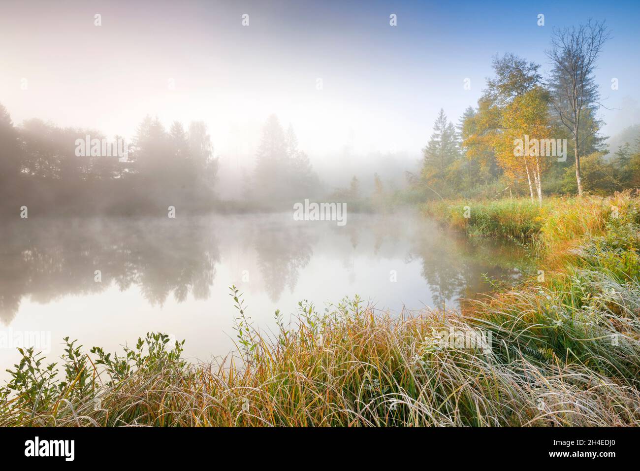 Herbstliche Stimmung an von Bäumen gesäumtem Weiher im Naturschutzgebiet Wildert in Illnau, Raureif bedeckt Vegetation und Nebelschwaden schweben über Stock Photo