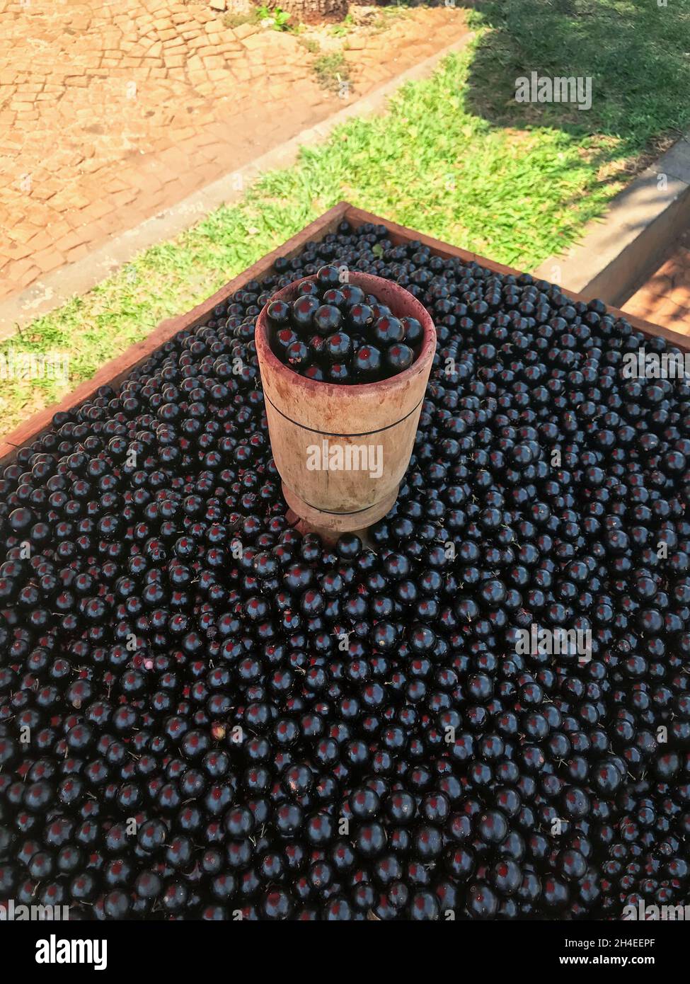 Jabuticaba fruit for sale on a stand outdoor market. Very common fruit market street in Brazil Stock Photo