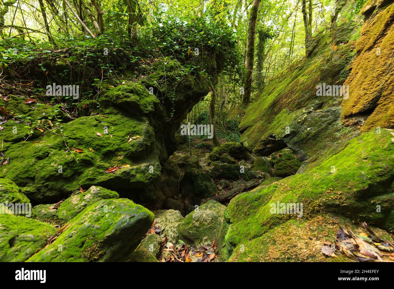 Stone covered by moss in fresh temperate forest, France Stock Photo