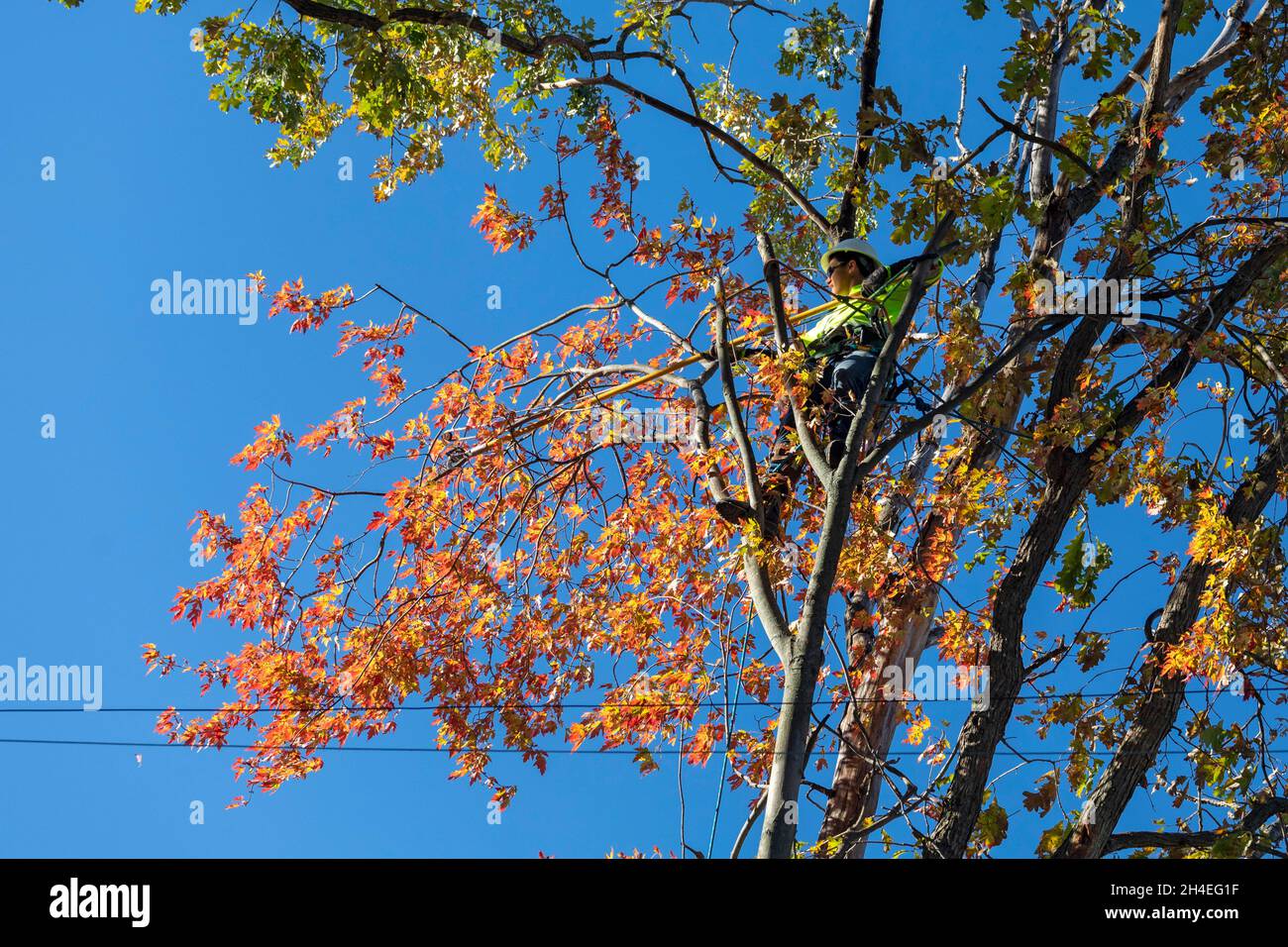 Detroit, Michigan - A contractor for DTE Energy trims tree branches hanging over the utility's electric power lines. The work is intended to reduce po Stock Photo
