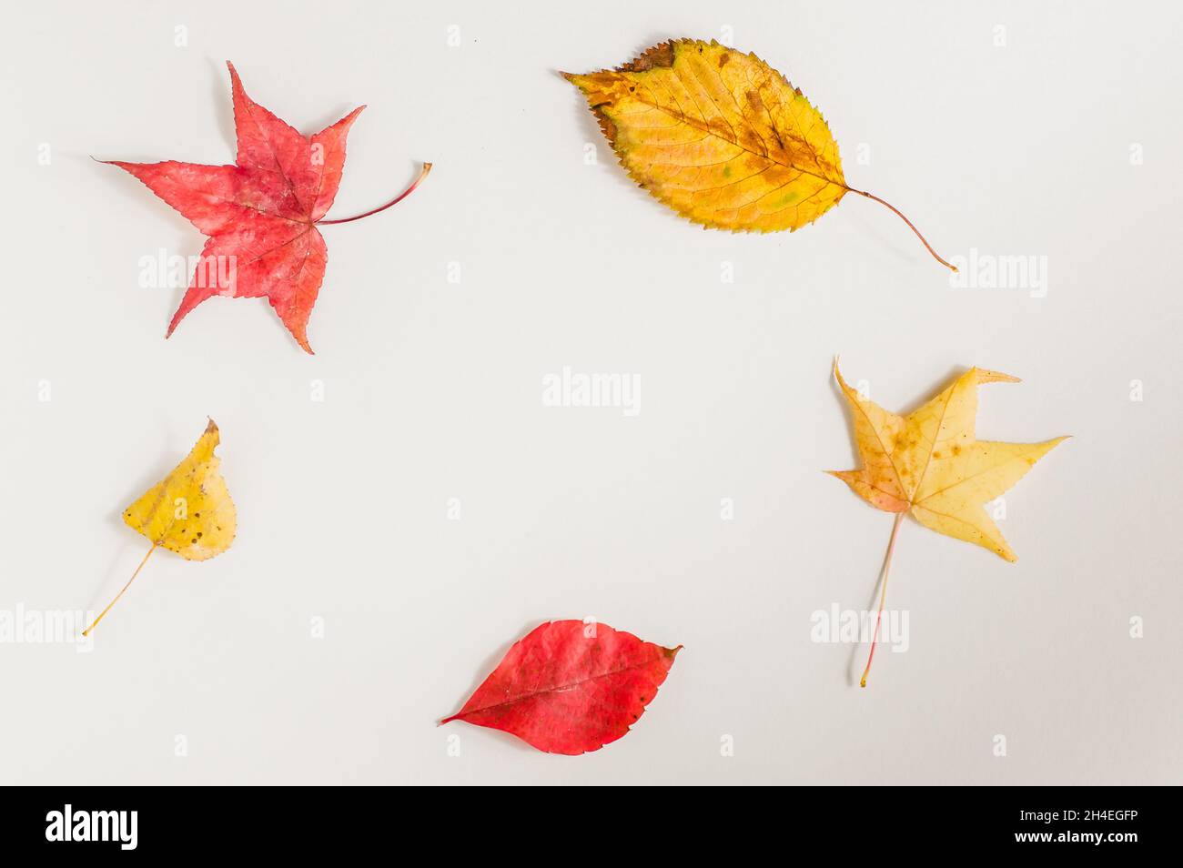 autumn leaves on a white background top view Stock Photo - Alamy