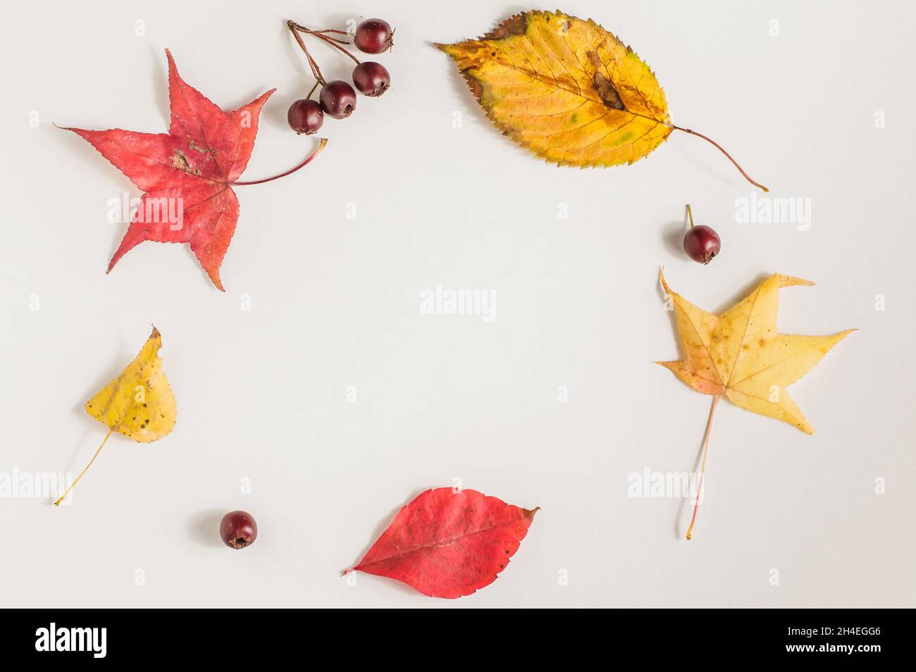 autumn leaves on a white background top view Stock Photo - Alamy
