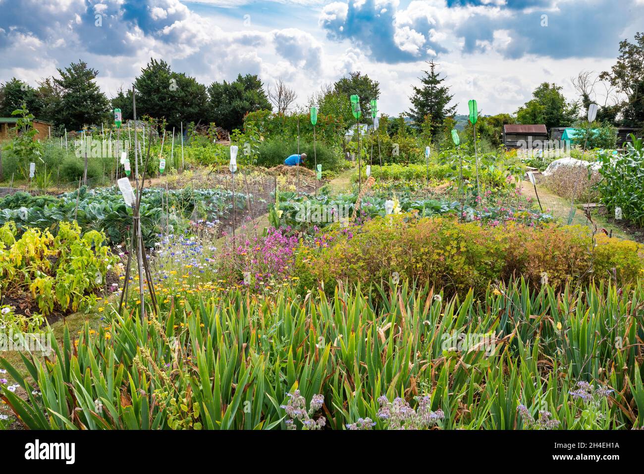 English allotments full of crops and flowers in summer. Stock Photo