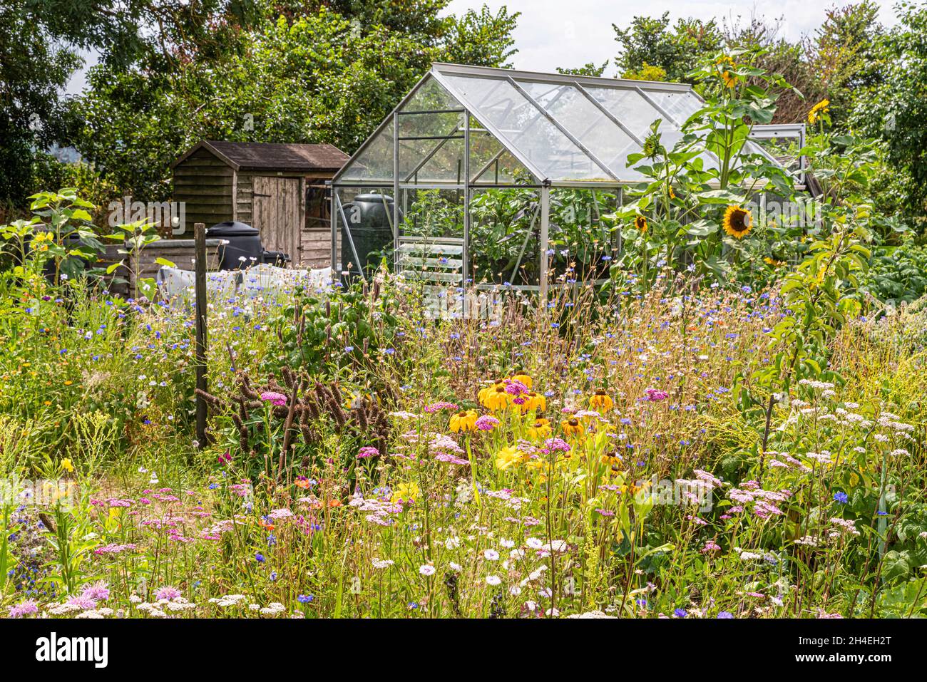 A traditional greenhouse on an English allotment surrounded by summer flowers. Stock Photo