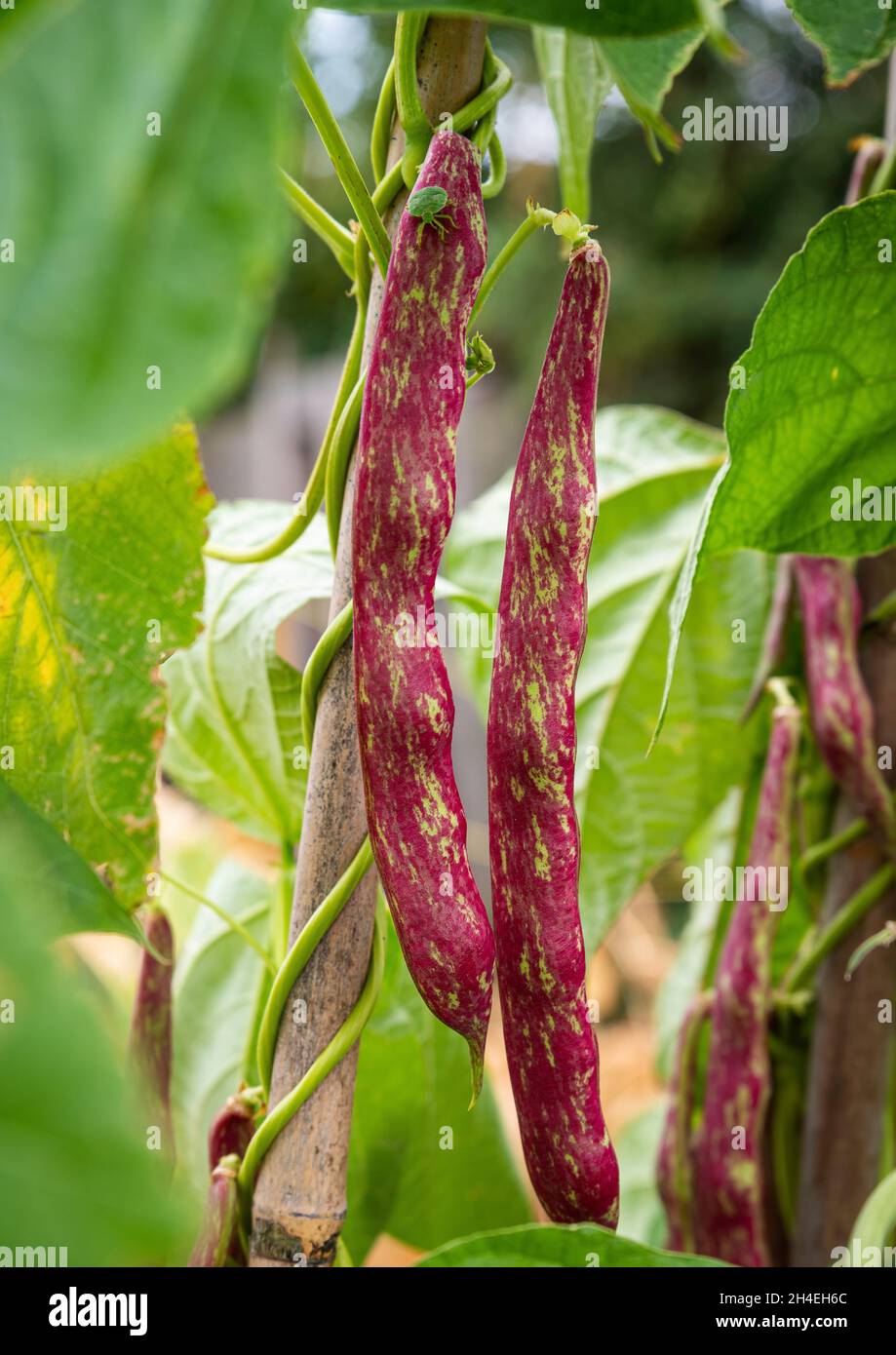 Borlotti beans growing in a vegetable plot ready for harvesting. Stock Photo