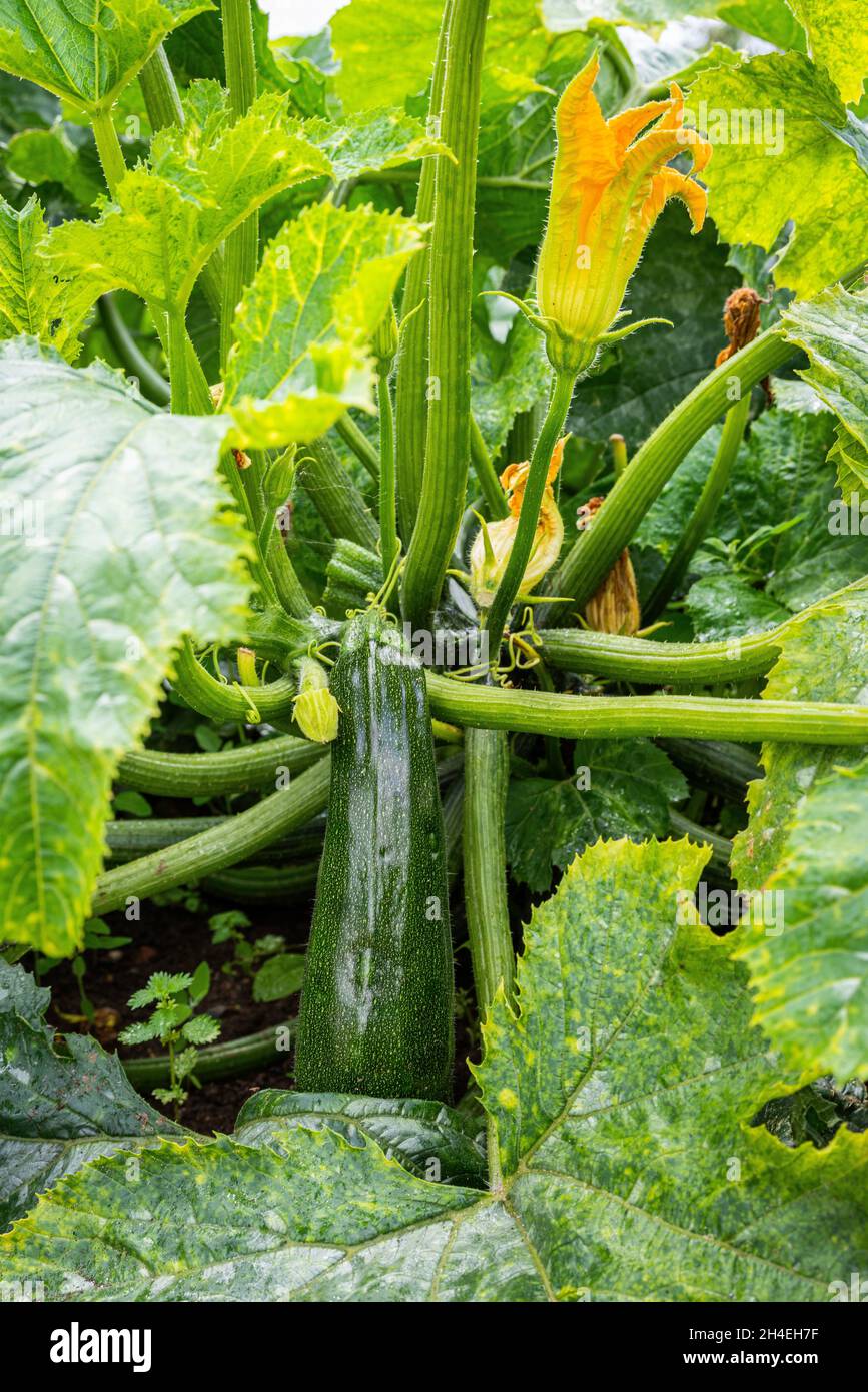 Zucchini (or courgette or summer squash) flower and vegetable growing in a vegetable bed. Stock Photo