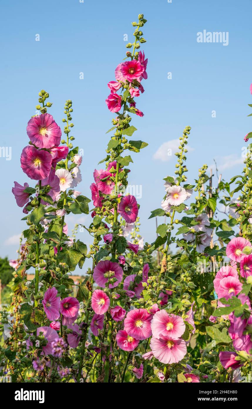 Traditional pink hollyhock flowers (Alcea rosea) against a blue sky ...