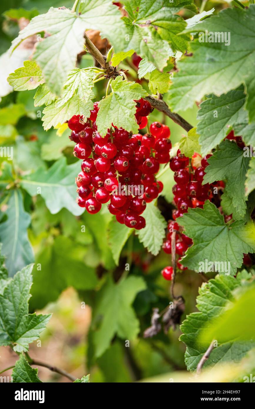 Ripe red currants hanging in a bunch ready for picking. Stock Photo