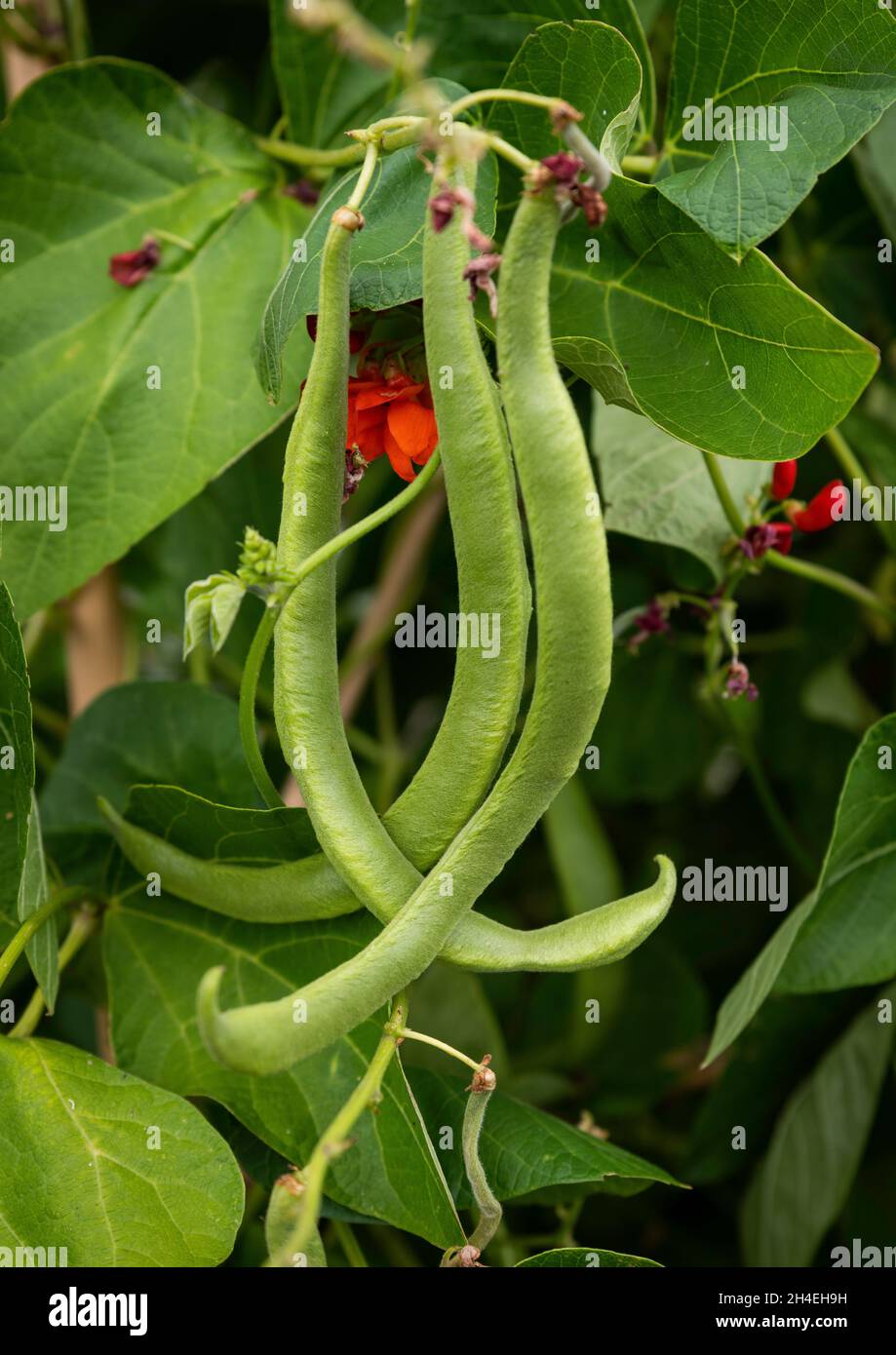 runner beans allotments hi-res stock photography and images - alamy