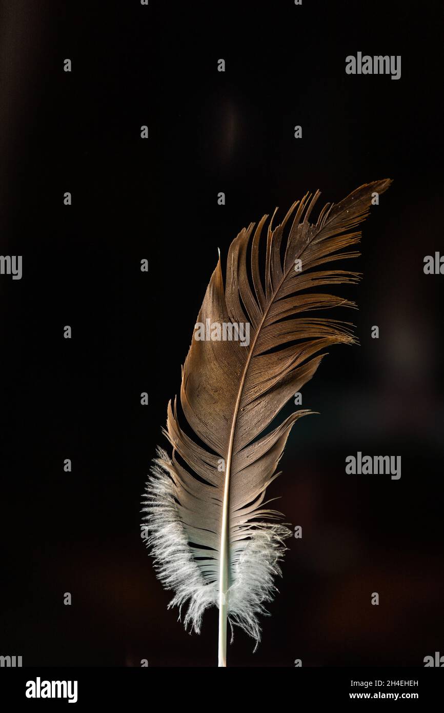A tattered goose feather Stock Photo