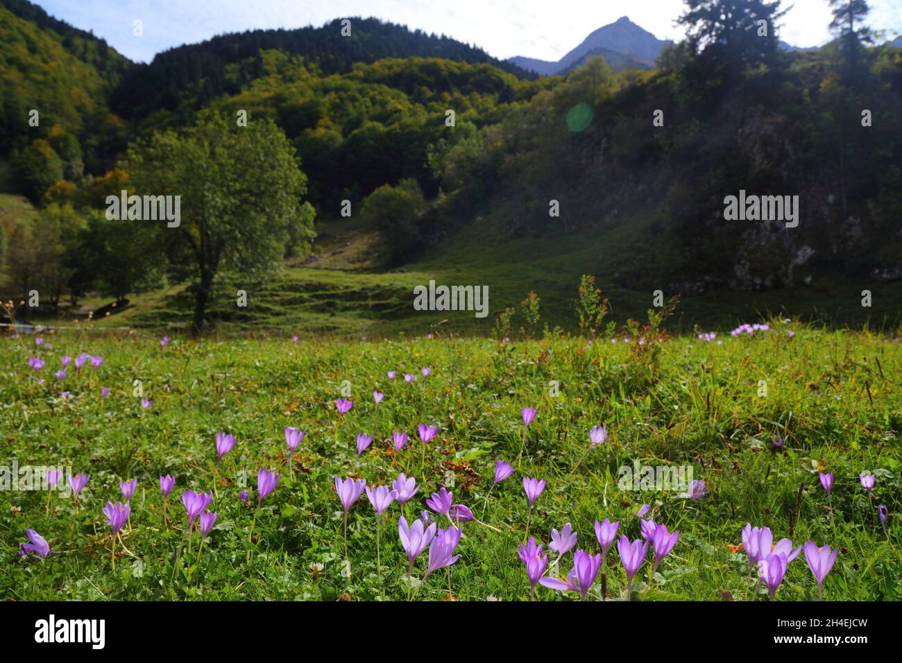French Pyrenees nature - autumn crocus (Colchicum) flowers. Cirque de Gavarnie mountain valley in Pyrenees National Park (French: Parc national des Py Stock Photo