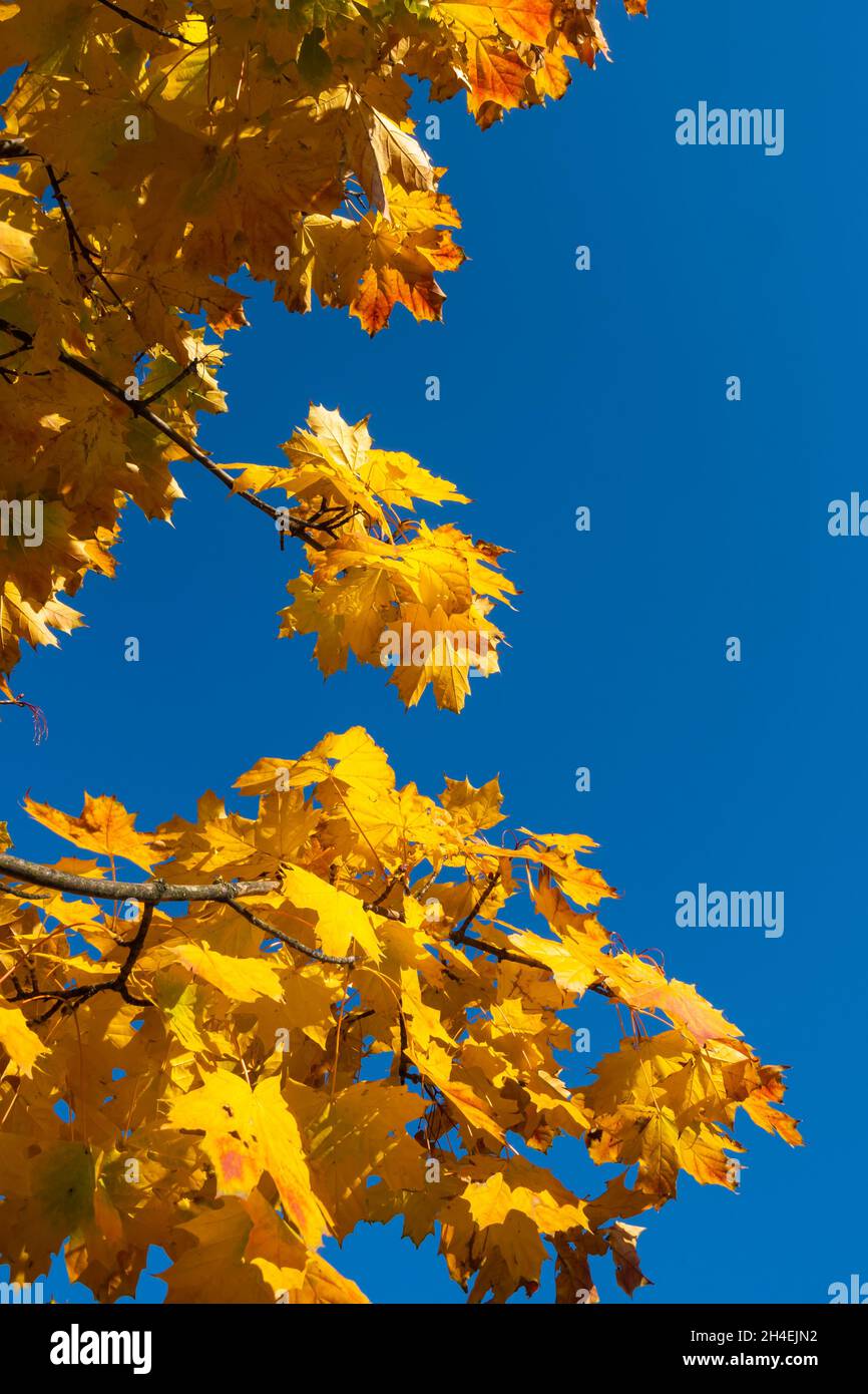 Golden maple leaves swaying against the backdrop of a blue sky. A shot ...