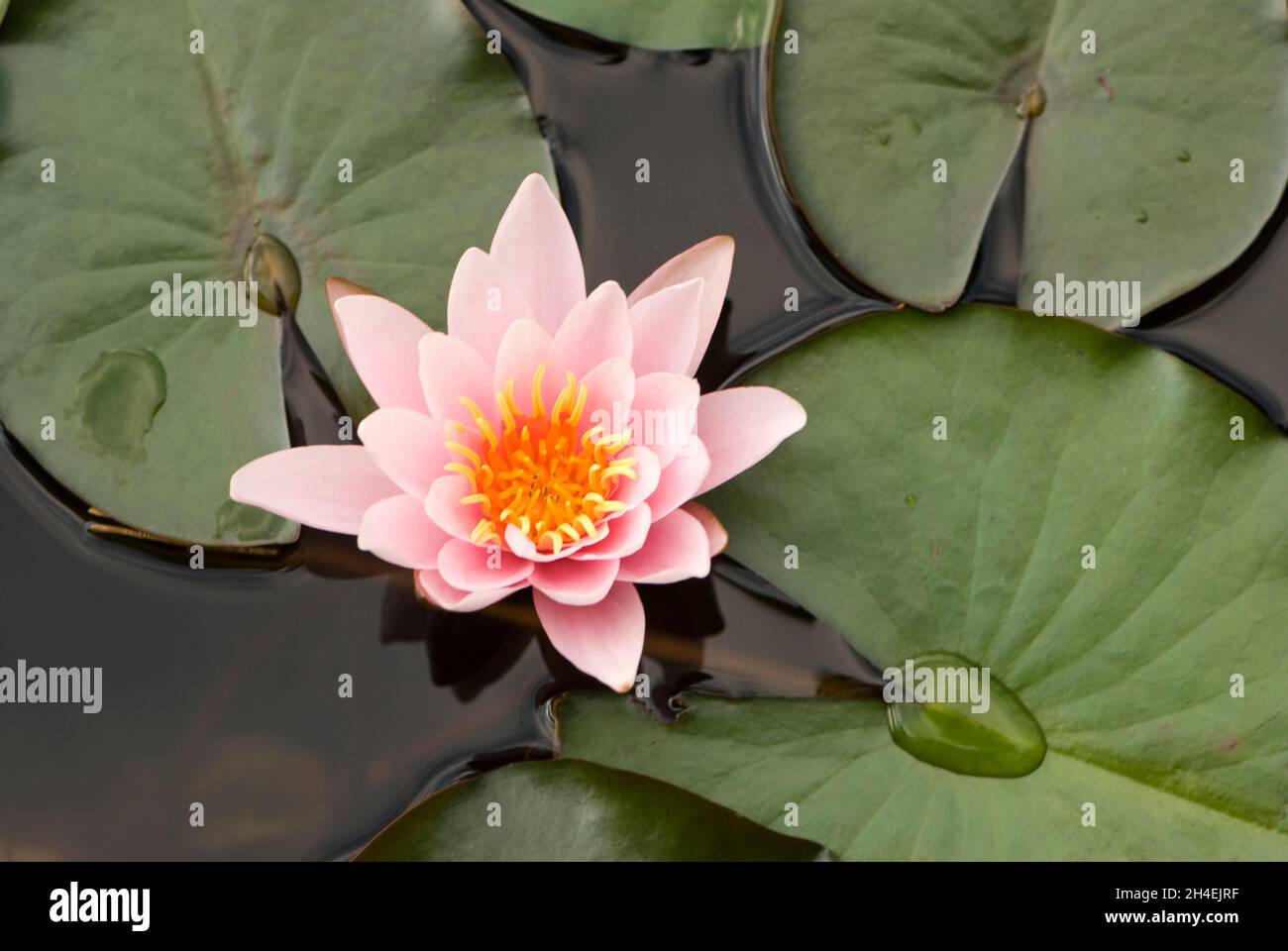 Water lily (Nymphaea alba) Stock Photo