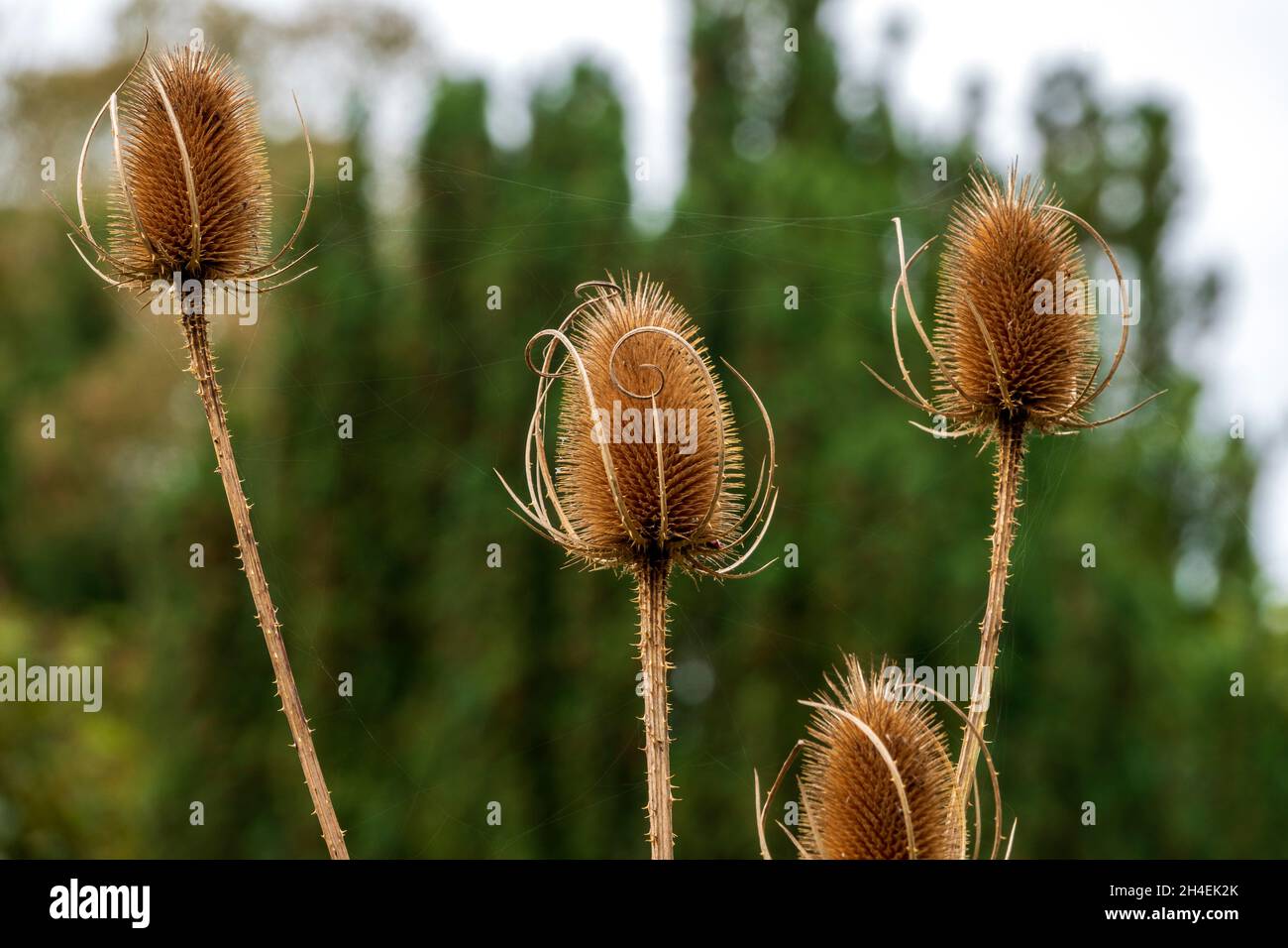 Dried teasel heads against a soft focus background Stock Photo