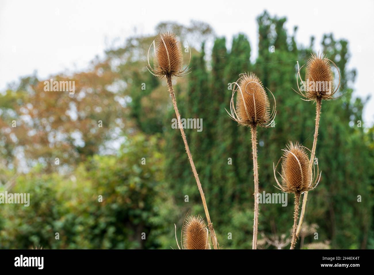 Dried teasel heads against a soft focus background Stock Photo