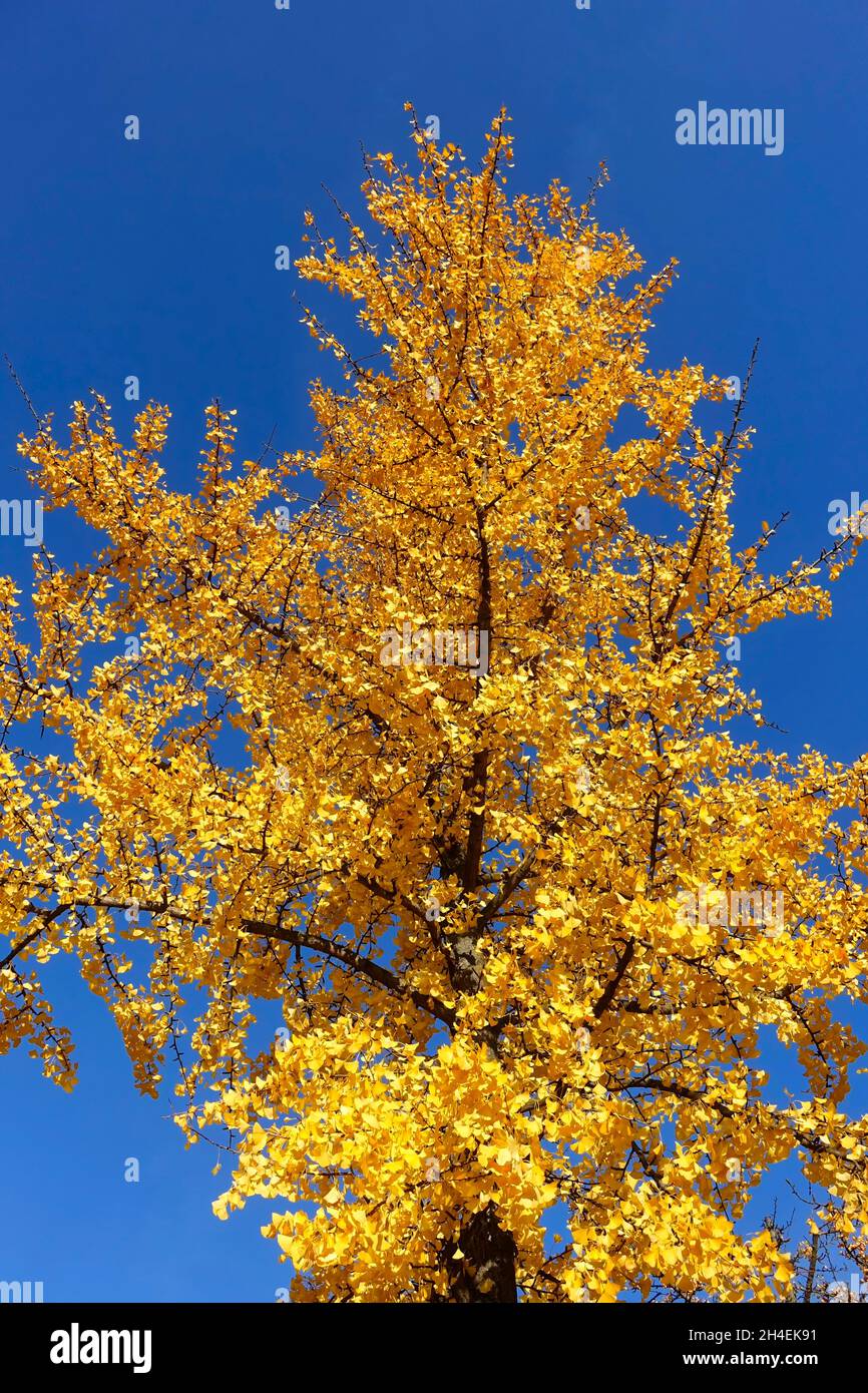 Ginkgo Biloba, Commonly Known As Ginkgo Or Gingko, Also Known As The ...